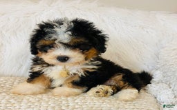 Mini Bernedoodle dogs for sale: Strawberry Shortcake - Image 5