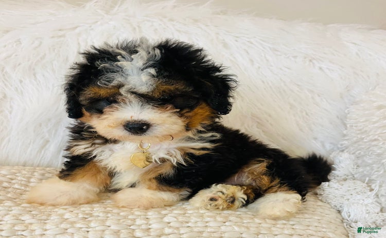 Mini Bernedoodle dogs for sale - Ad 1