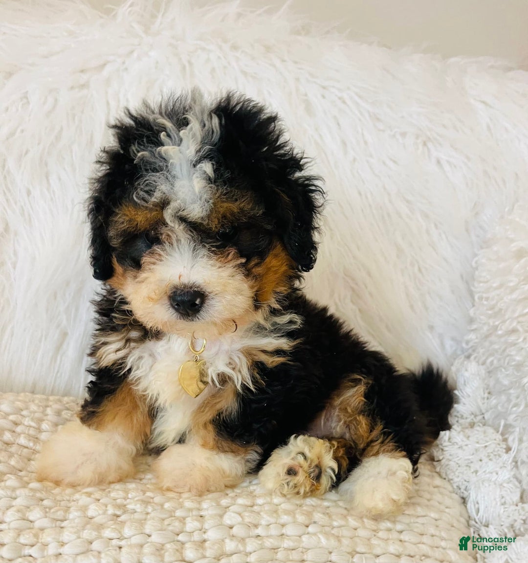 Mini Bernedoodle dogs for sale: Strawberry Shortcake - Image 5