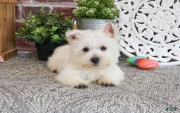 West Highland Terrier dogs for sale: Dove - Image 2