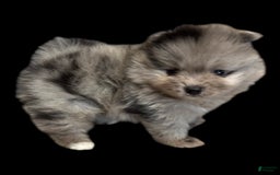 Pomeranian dogs for sale: Dotty - Image 9