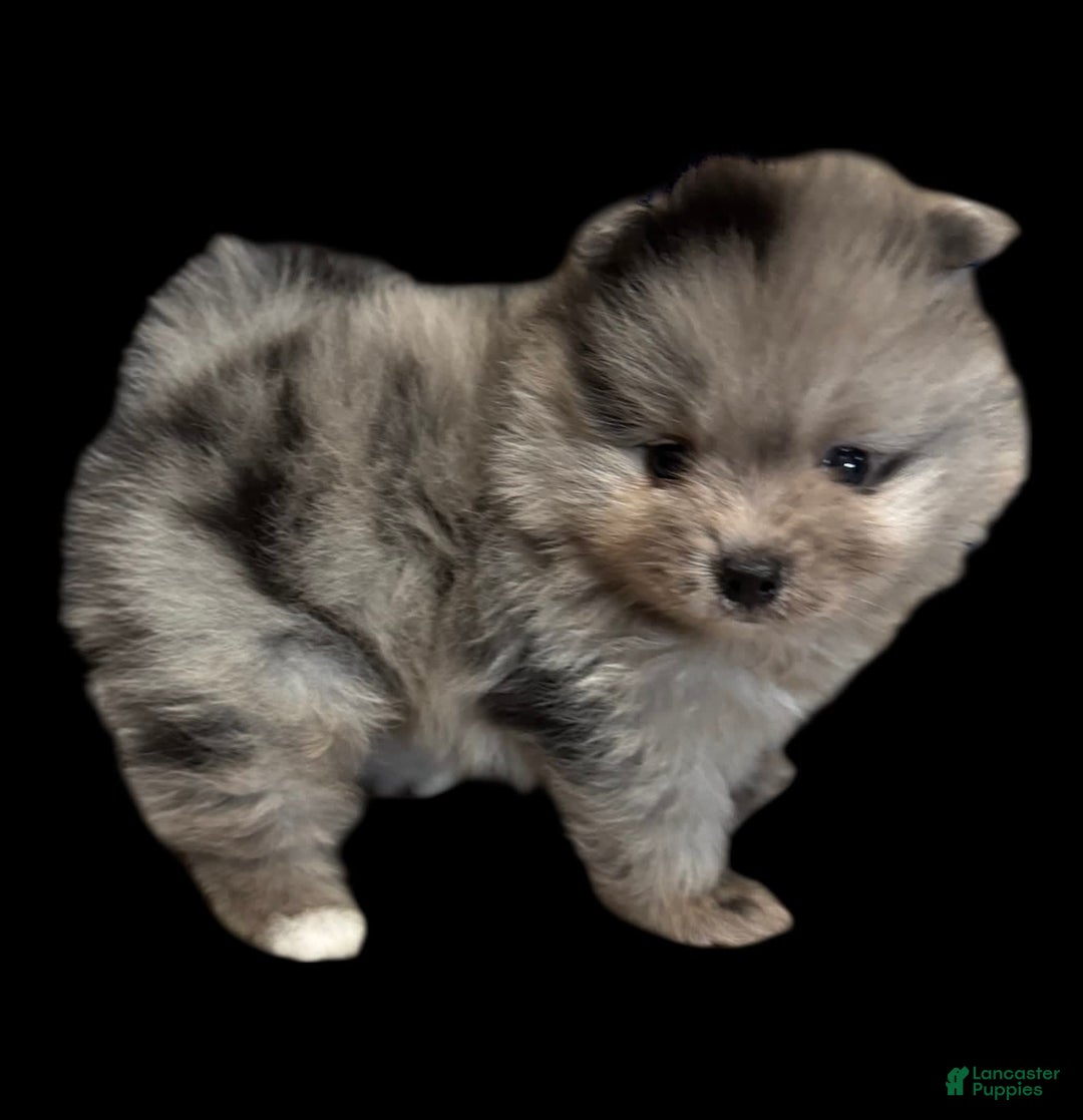 Pomeranian dogs for sale: Dotty - Image 9