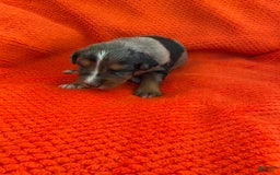 Australian Shepherd dogs for sale: Wyatt Earp - Image 6