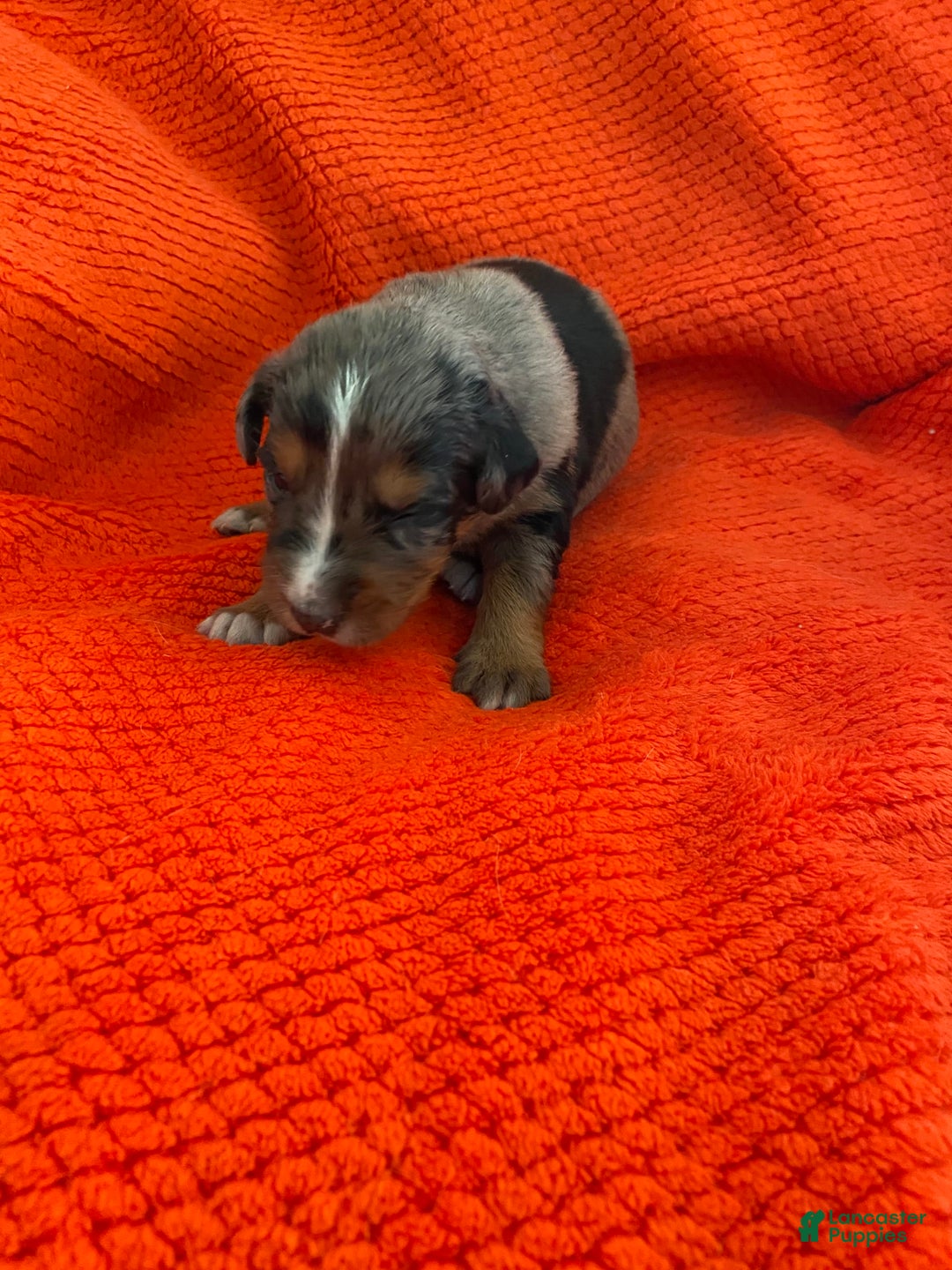 Australian Shepherd dogs for sale: Wyatt Earp - Image 6
