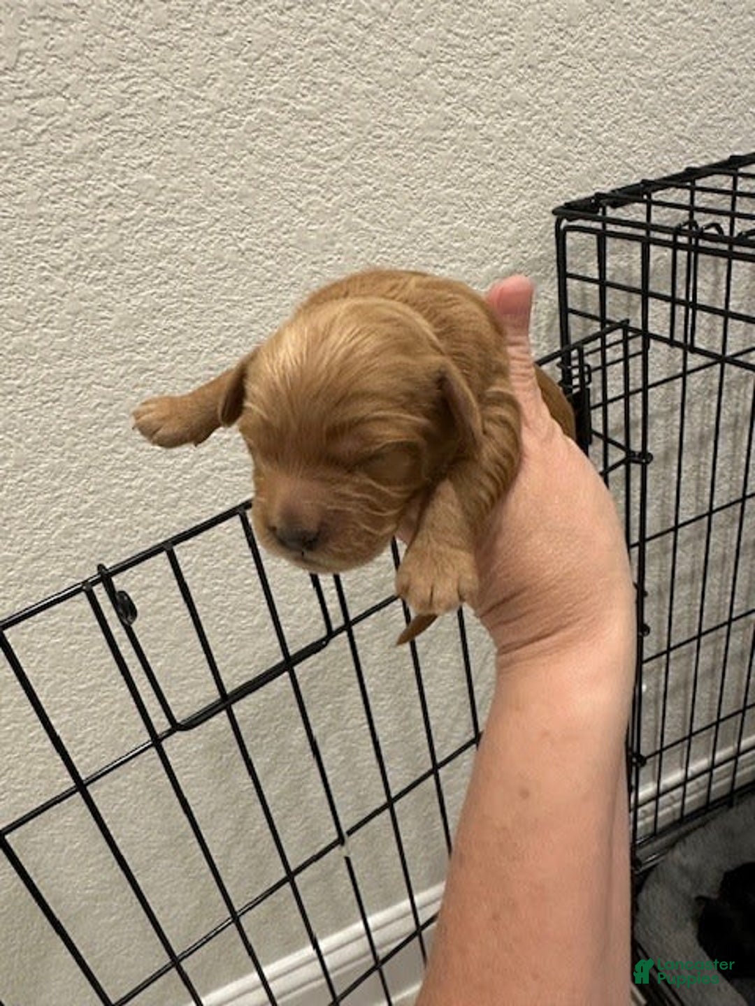 Mini Goldendoodle dogs for sale: Males Litter 2 - Image 42