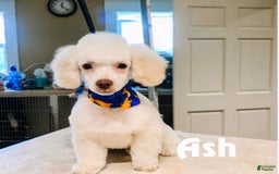 Aussiedoodle dogs for sale: Junie - Image 4