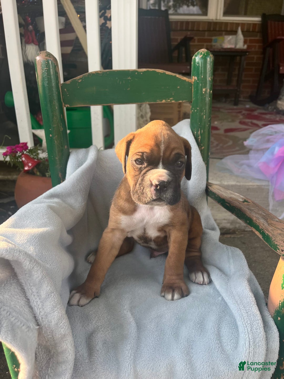Boxer dogs for sale: Bellas Puppies - Image 2