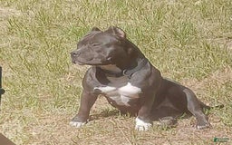 American Bully dogs for sale: China - Image 8