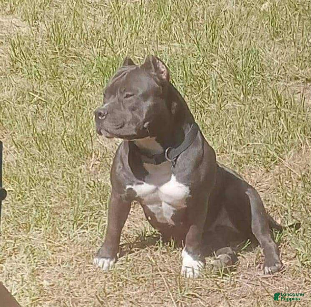 American Bully dogs for sale: China - Image 8
