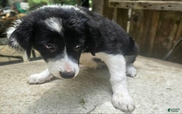 Border Collie dogs for sale: Ellie - Image 17