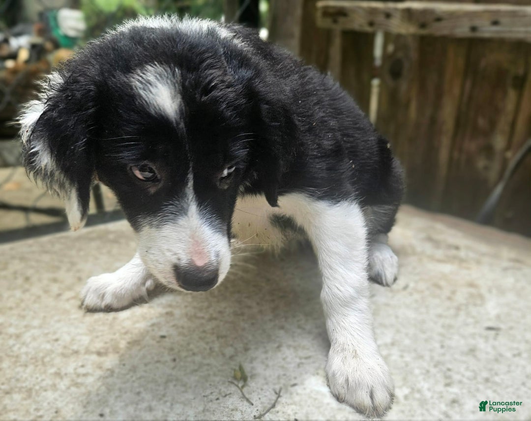 Border Collie dogs for sale: Ellie - Image 17