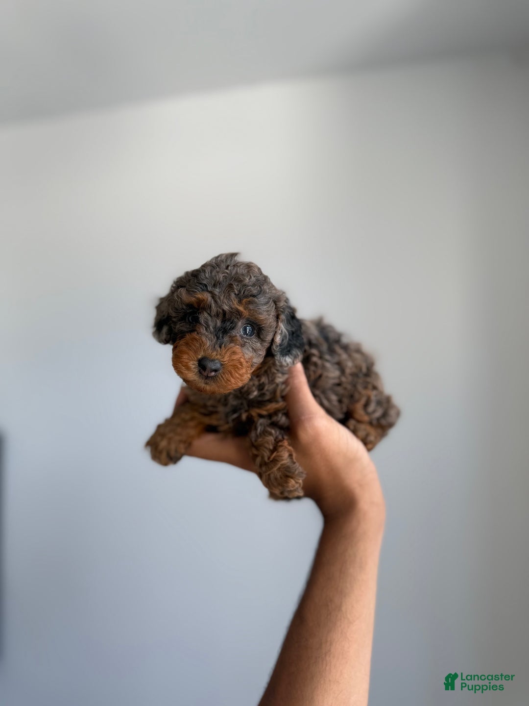 Toy Poodle dogs for sale: Lilly Teacup 5lbs - Image 2