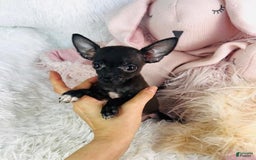 Maltese dogs for sale: Candice - Image 3