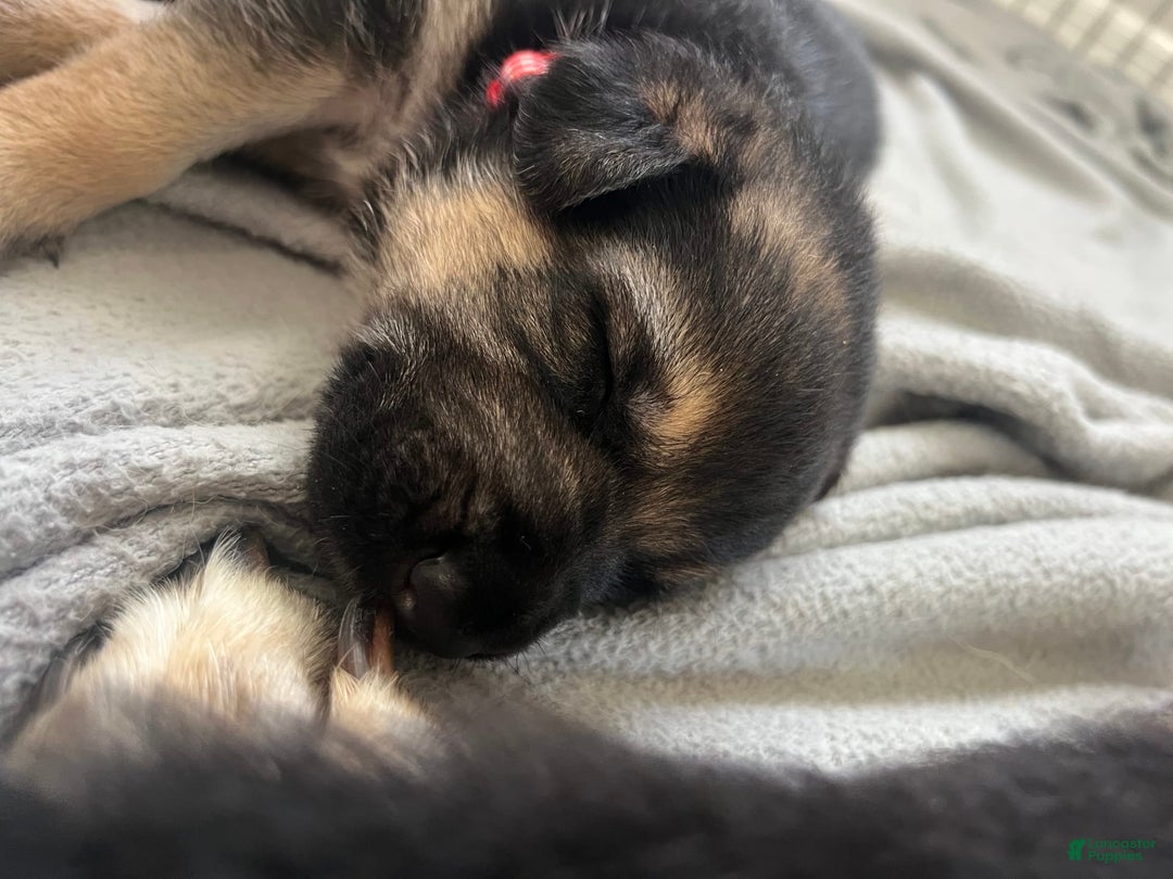 German Shepherd dogs for sale: Fern - Image 3