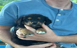 Golden Retriever dogs for sale: Female 3 - Image 4