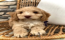 Cockapoo dogs for sale: Oliver - Image 11