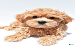 Maltipoo dogs for sale: Chloe - Image 3