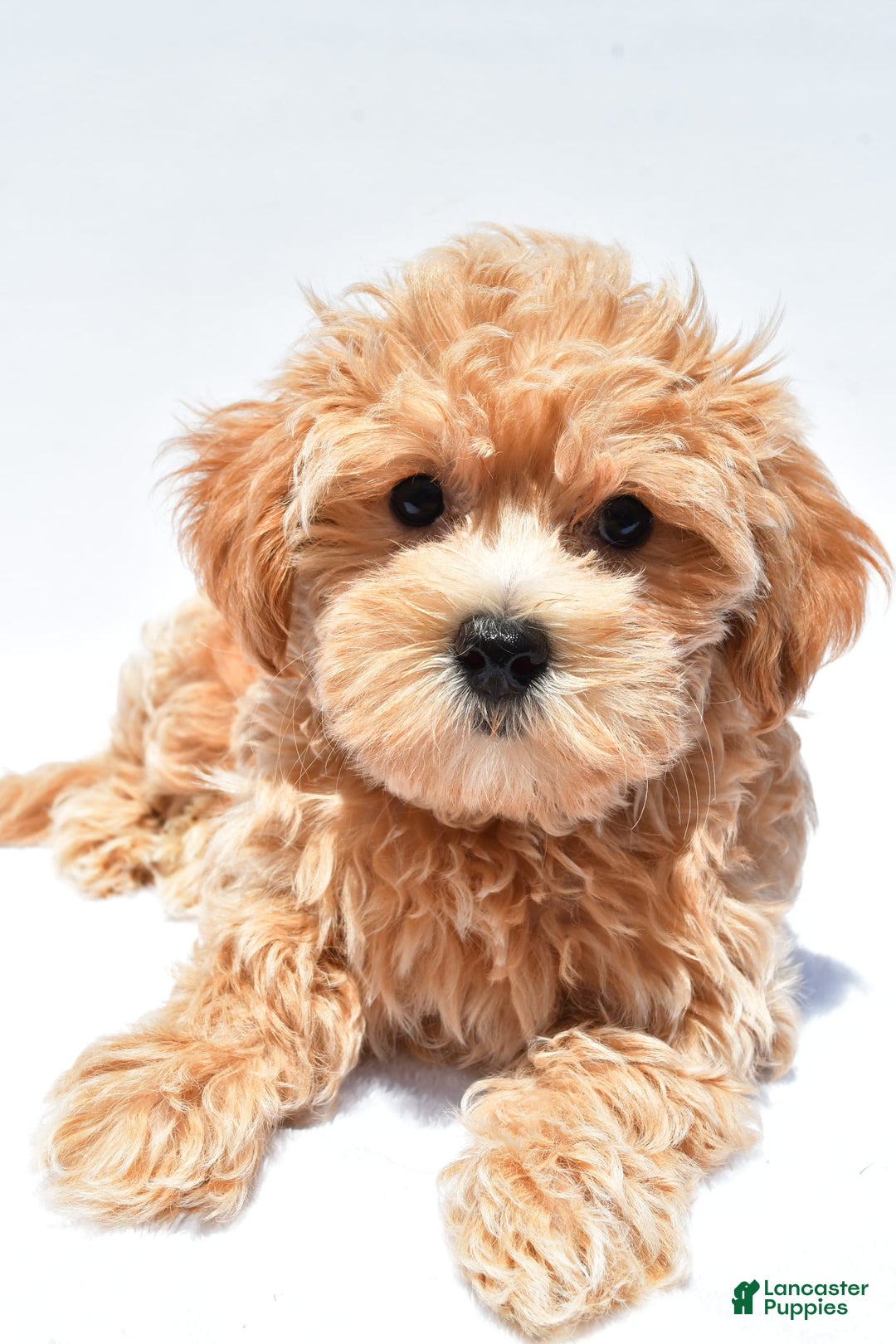 Maltipoo dogs for sale: Chloe - Image 3