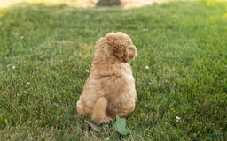 Goldendoodle dogs for sale: Michael - Image 5