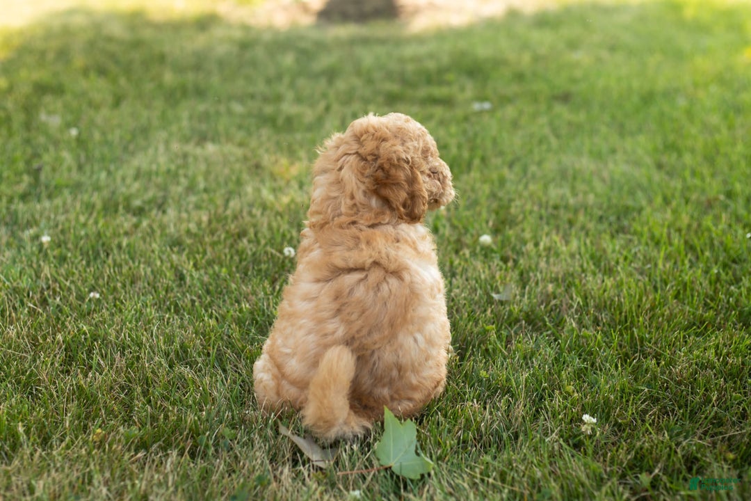 Goldendoodle dogs for sale: Michael - Image 5