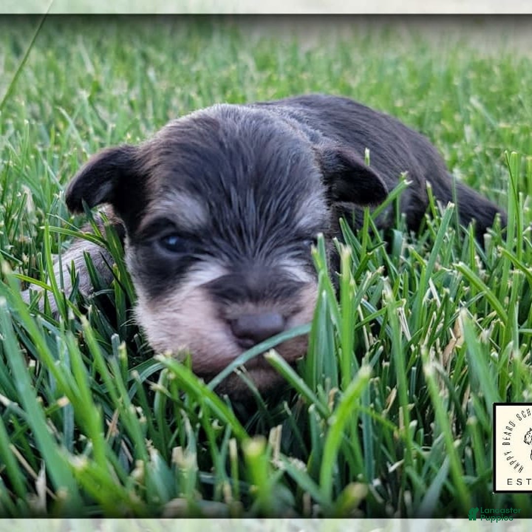 Miniature Schnauzer dogs for sale: Jack - Image 1