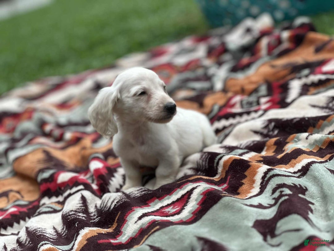 Miniature Dachshund dogs for sale: Ice - Image 5