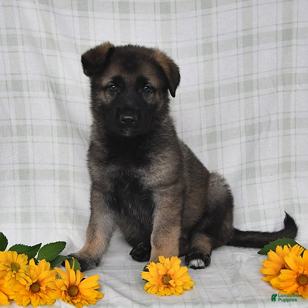 German Shepherd dogs for sale: Jodi - Image 3