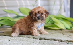 Morkie dogs for sale: Tobby - Image 1