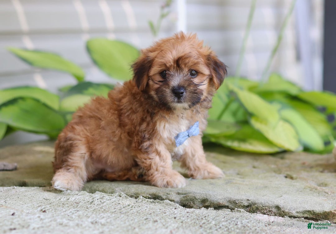 Morkie dogs for sale: Tobby - Image 1