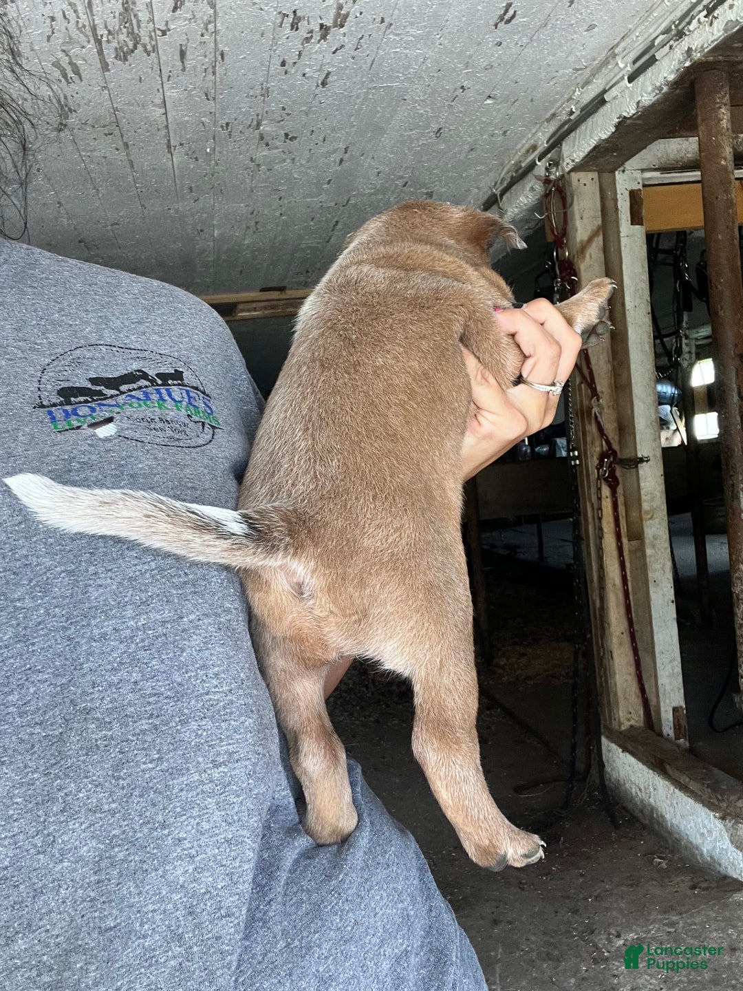 Australian Cattle Dog dogs for sale: Nina - Image 2