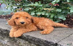 Mini Goldendoodle dogs for sale: Bo - Image 3