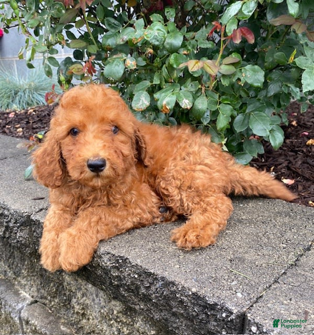 Mini Goldendoodle dogs for sale: Bo - Image 3