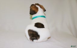 French Bulldog dogs for sale: Odin Akc - Image 12