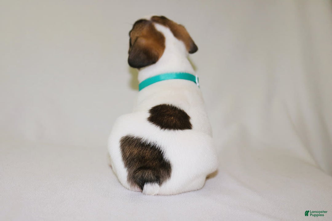 French Bulldog dogs for sale: Odin Akc - Image 12