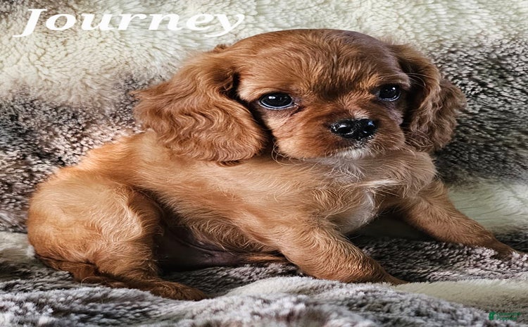 Cavalier King Charles Spaniel dogs for sale - Ad 2