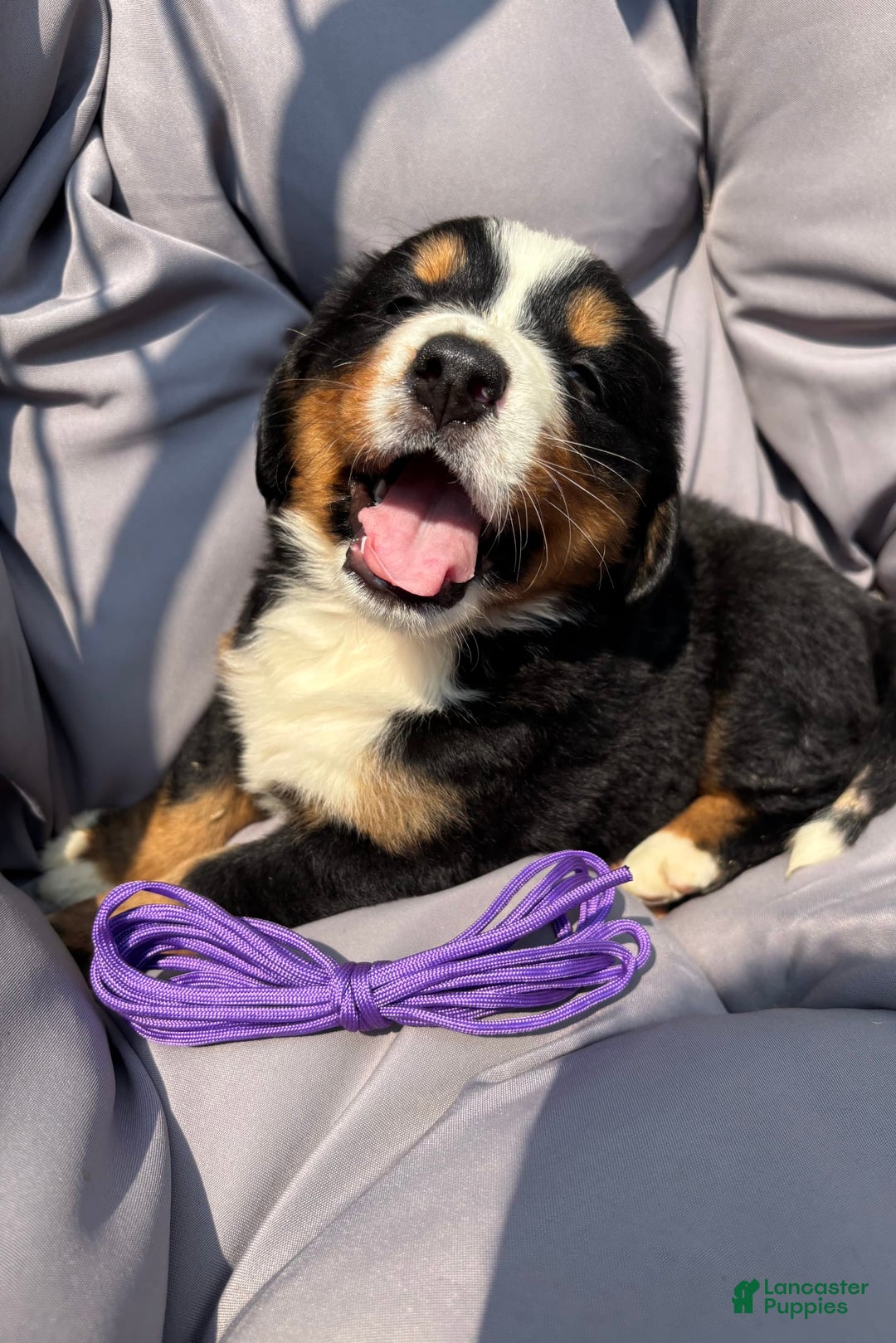 Bernese Mountain Dog dogs for sale: Purple - Image 6