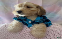 Beagle dogs for sale: Bassetdoodles - Image 20