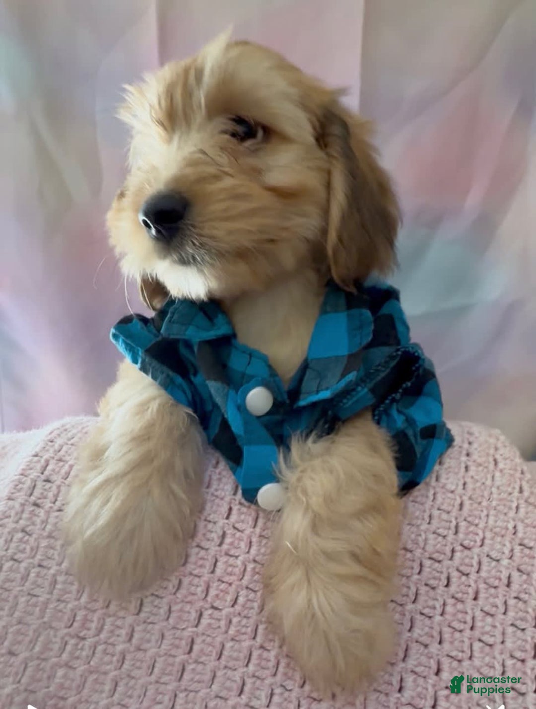 Beagle dogs for sale: Bassetdoodles - Image 20