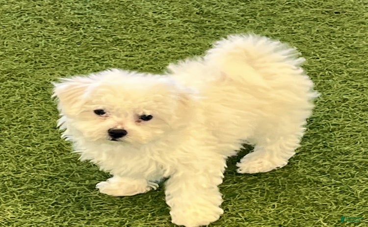 Bichon Frise dogs - Advert 32