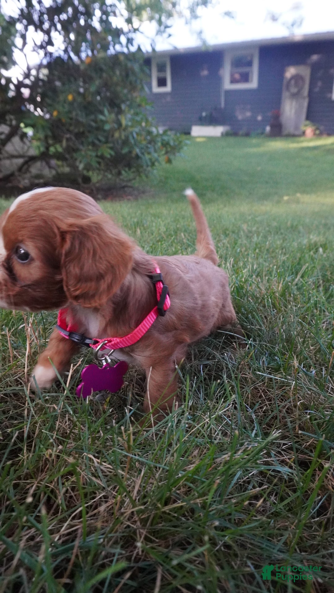 Cavapoo dogs for sale: Tiny Tim - Image 1