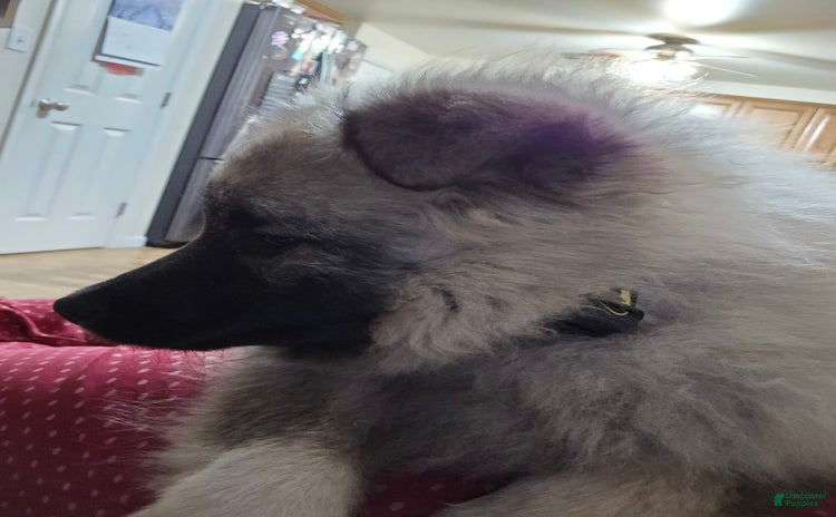 Keeshond dogs for sale - Ad 1