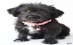 Boston Terrier dogs for sale: Boston Terrier 3 puppies - Image 9