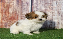 Shihpoo dogs for sale: Buster - Image 22