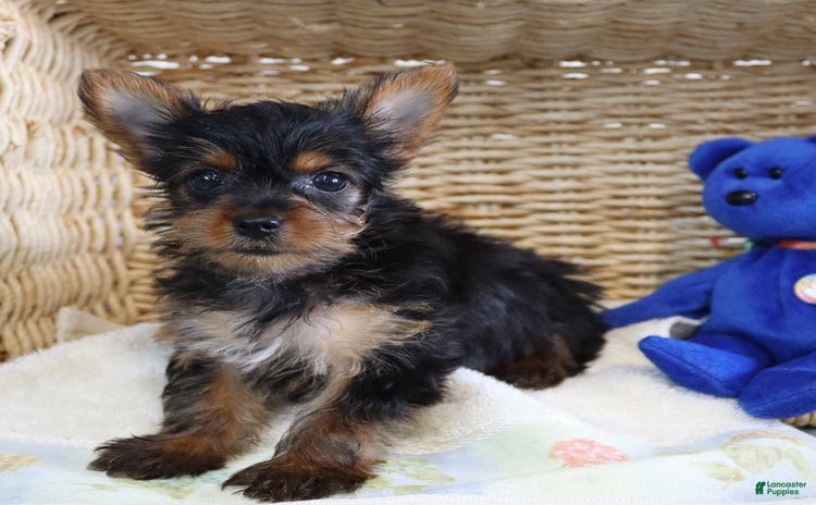 Yorkshire Terrier dogs for sale - Ad 1