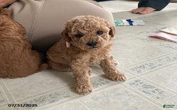 Toy Poodle dogs for sale: Ali - Extra Small - Image 4