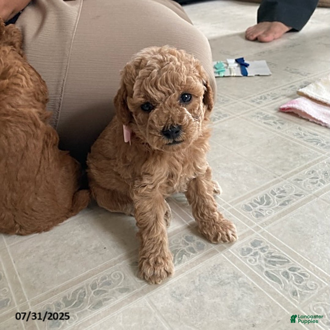 Toy Poodle dogs for sale: Ali - Extra Small - Image 4