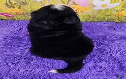Bernese Mountain Dog dogs for sale: Glory - Image 2