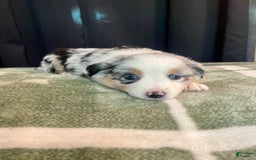 Australian Shepherd dogs for sale: Malibu - Image 1