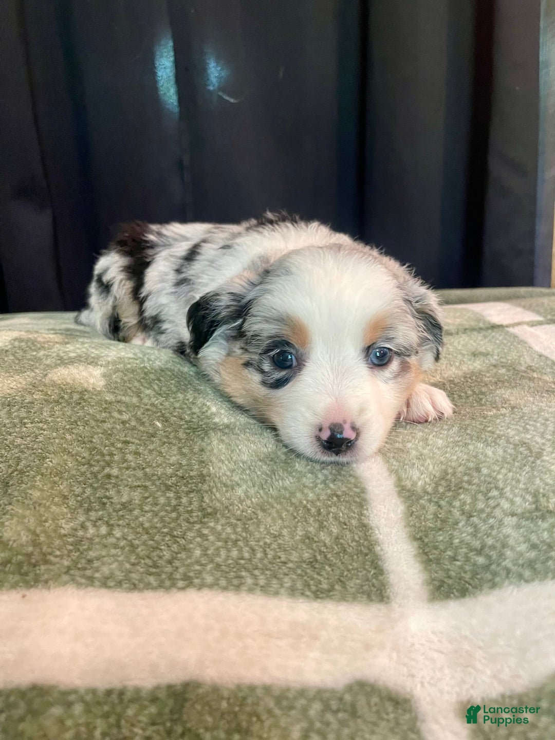 Australian Shepherd dogs for sale: Malibu - Image 1