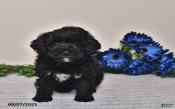 Miniature Poodle dogs for sale: Miniature Poodle 3 puppies - Image 3